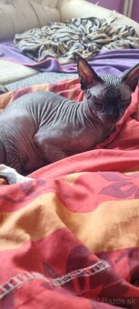 Sphynx - 3