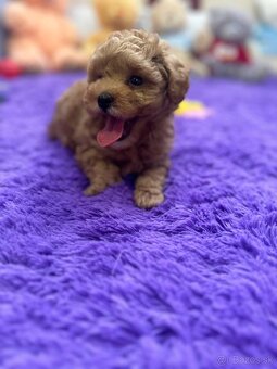 Maltipoo - 3