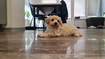 Maltipoo cavapoo Cockapoo pudel - 3