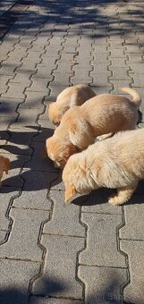 Šteniatka zlatý retriéver - 3