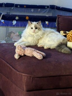 Mačiatka Ragdoll s PP - 3