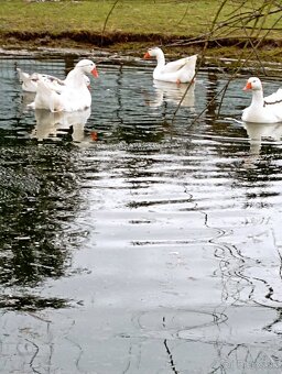 Predám hus a gunara - 3