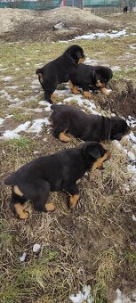 Predám rotvajlera - 3