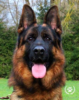 Nemecký ovčiak - 3