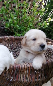 Zlatý retriever - 3