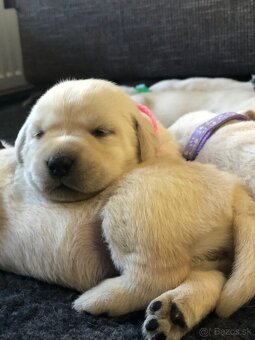 Labrador retriever - 3