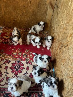 Shitzu, shi tzu REZERVOVANE - 3
