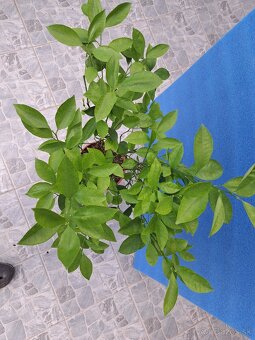 Calamondin Mitis - 3