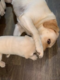 Štěně Labradorského retrievera - 3