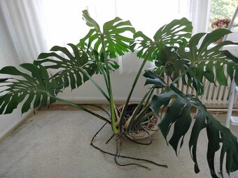 Monstera - 3