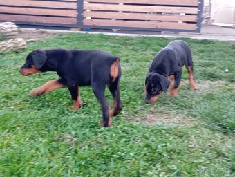 Doberman šteniatka - 3