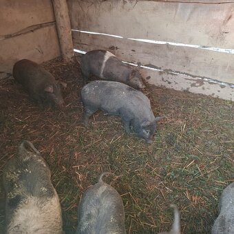 prasiatka, odstavcata - 3