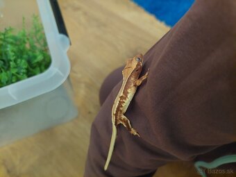 Pagekón riasnatý - 3