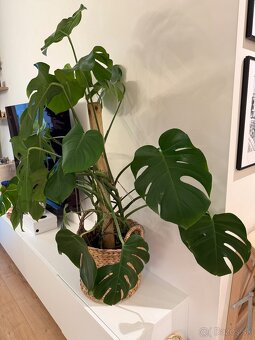 Monstera Deliciosa - 3
