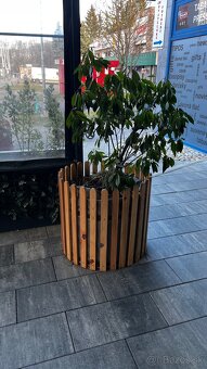 Predám Stromčeky 2ks - 3