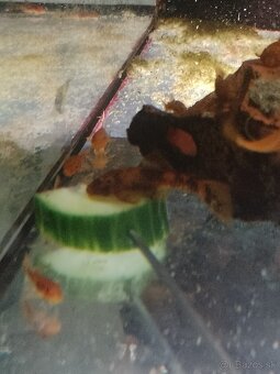 Ancistrus red, Brown LDA16. - 3