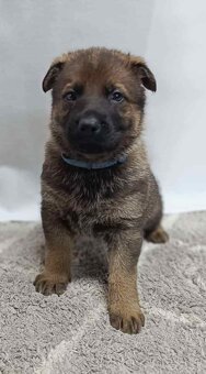 Německý ovčák s PP - 3