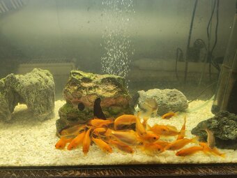 Predám komplet akvárium - 3