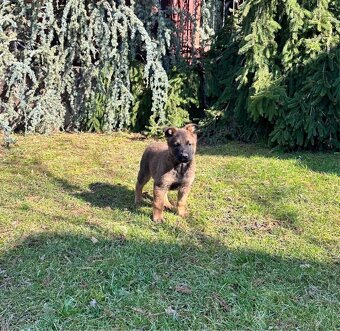 Belgický ovčiak- Malinois - 3