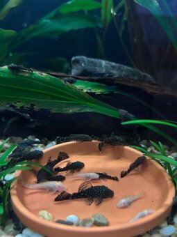 Predám Ancistrus sp. (Prísavník obyčajný) - 3