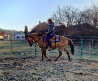American quarter horse/ aqh - 3
