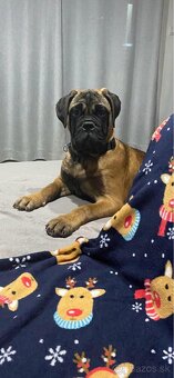 Bullmastiff Steniatko - 3