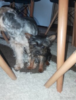 Yorkshire terrier - 3