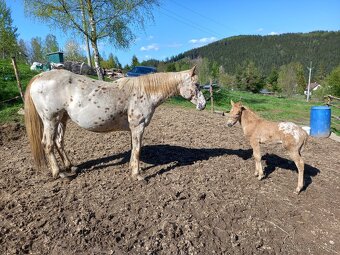 Appaloosa klisna - 3