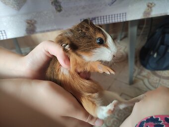 Predam male morciatko - 3