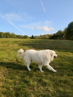 Pyrenejsky  horský pes - 3