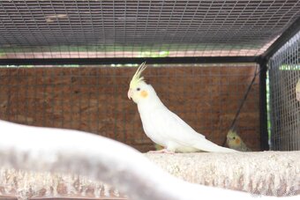 Korela lutino, korela šedá - 3