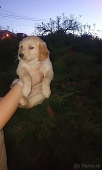 Šteniatka zlatého retrievera - 3