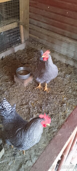 Kohúty amrox a vlaška striebrokrká - 3