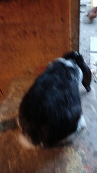 Predám Francúzske barany - 3