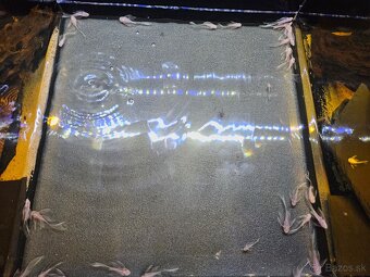 Ancistrus Super White Long Fin - 3