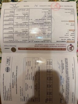 Plemenny Byk Aberdeen Angus - 3