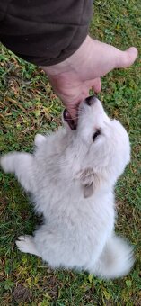 Nemecký  ṣ̌pic - 3