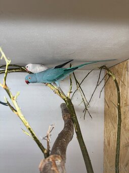 Alexander maly chovný párik - 3