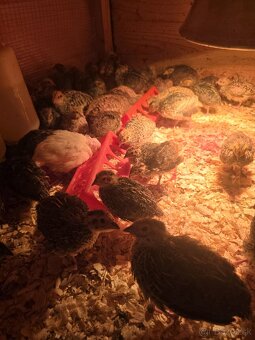 Japonské prepelice,prepeličky - 3