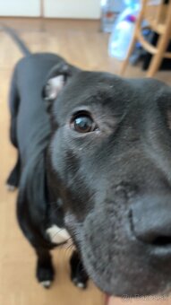 Americky stafford - 3