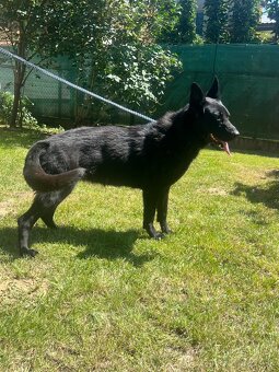 Nemecký ovčiak - 3