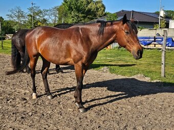 Predam valacha A1/1 - 3