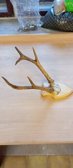 Trofej sibiřského srnce, paroží. - 3