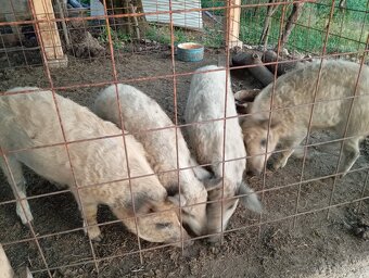 Mangalica - 3