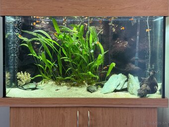 Akvarium 420l s komplet prislusenstvom a rybkami - 3
