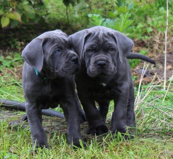 CANE CORSO s PP-sivý psík - 3