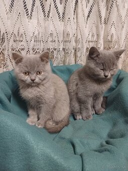 Britské mačiatka - 3