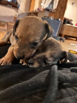 Ponúkam dvojmesačné šteňatá - 3