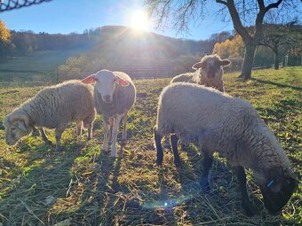 Lacno predám mladé jahňatá na zárez alebo do chovu - 3