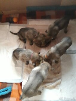 Československy vlčiak - 3